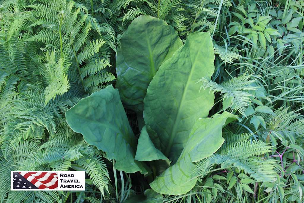 Lush, green ferns and foliage in early spring in Hoonah