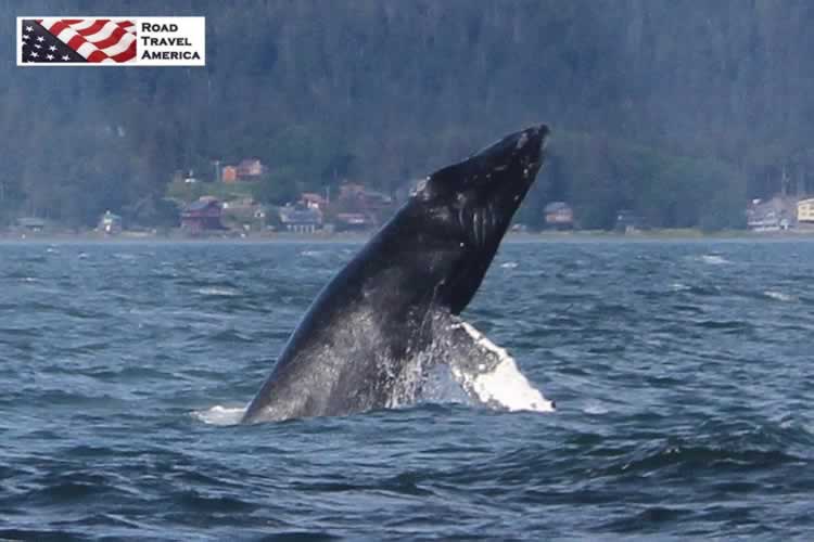 The power and elegance of a whale! 