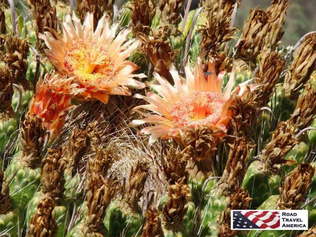 Beautiful blooms in the desert, at the Saguaro National Park in Tucson