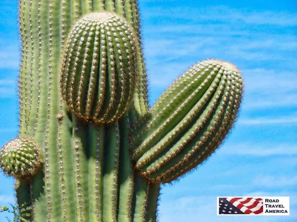 Saguaro National Park in Tucson, Arizona