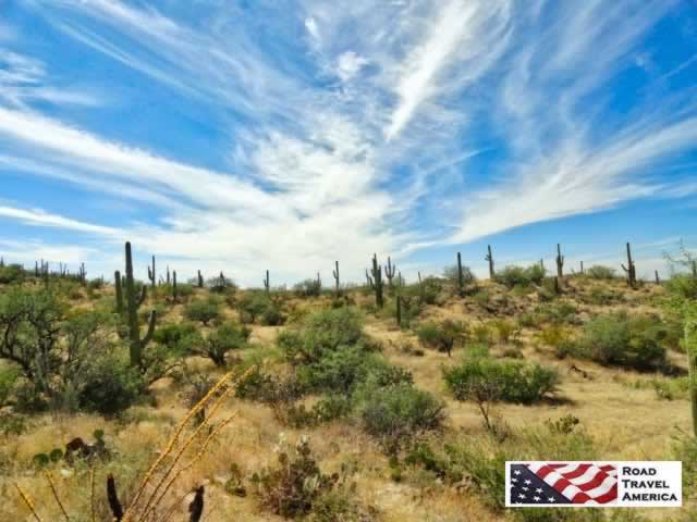 Saguaro National Park in Tucson, Arizona