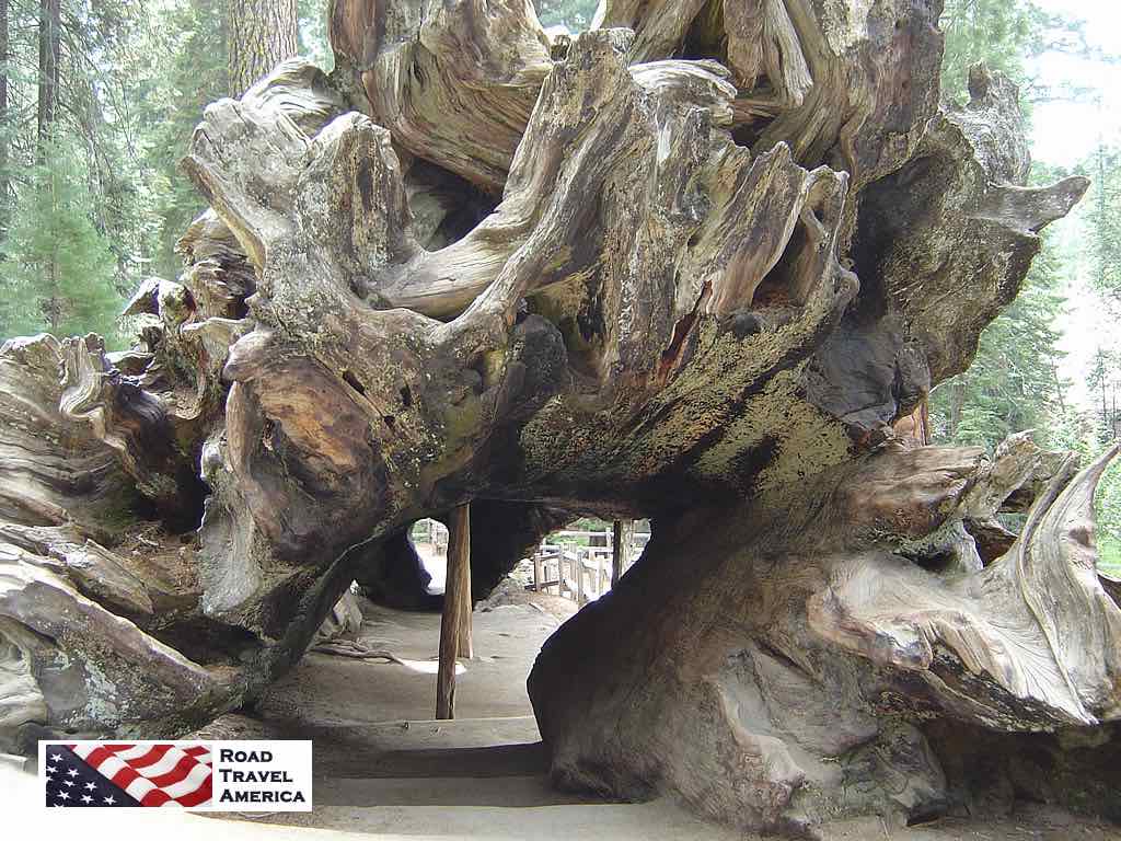The roots of a fallen Sequoia tree at the park in California