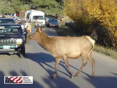 Elk in Rocky Mountain National Park