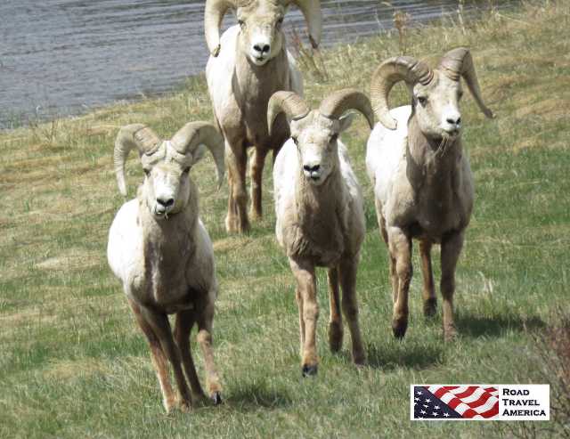 Big Horn Sheep in Rocky Mountain National Park 