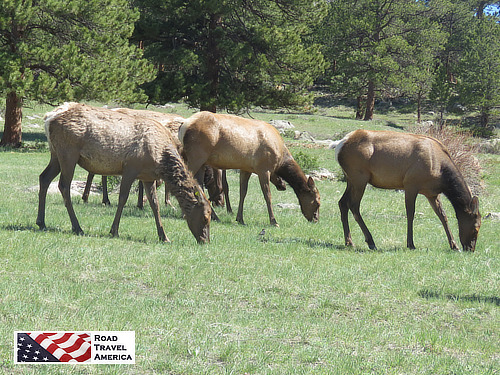Herd of elk in a peaceful meadow in Rocky Mountain National Park