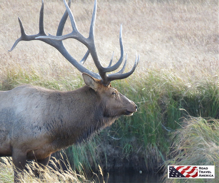 A mature male elk watching over his herd in Rocky Mountain National Park