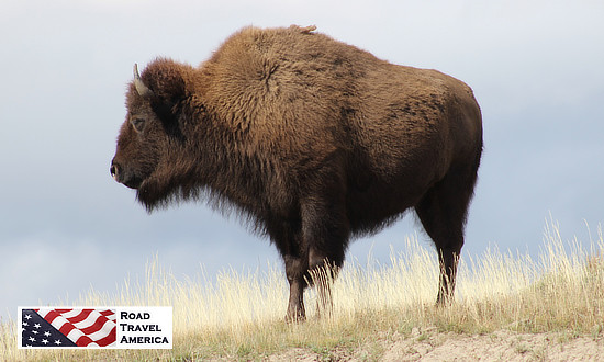 Bison grazing alone after the spring thaw at Yellowstone National Park