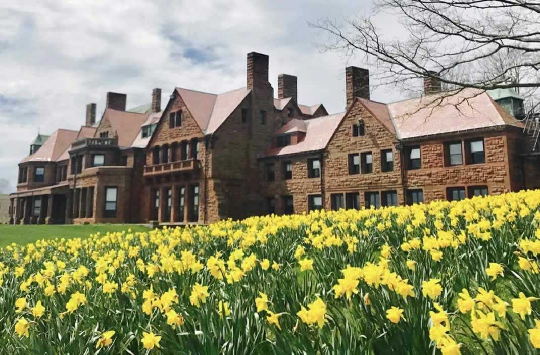 Daffodils blooming in the spring in Newport