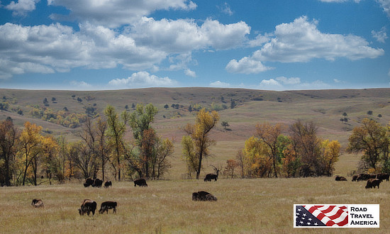 The beautiful open ranges at Custer State Park