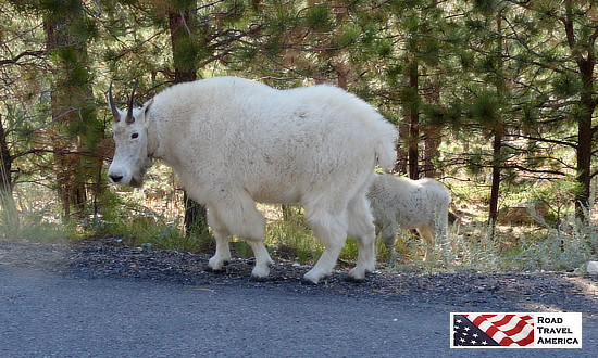 Mountain goats seen along the road in Custer State Park