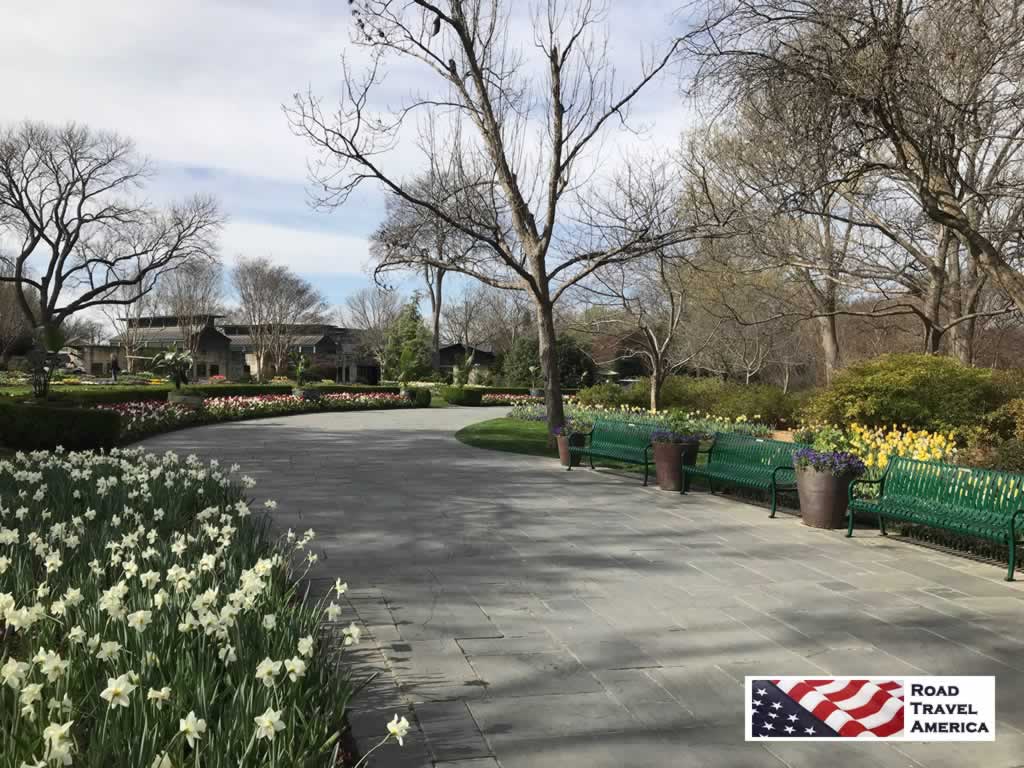 White Daffodils lining the walkway at the Dallas Arboretum