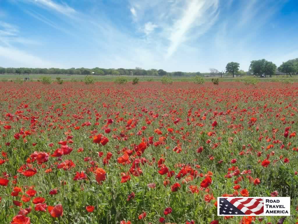 Acres of blooming flowers at Wildseed Farms in Fredericksburg