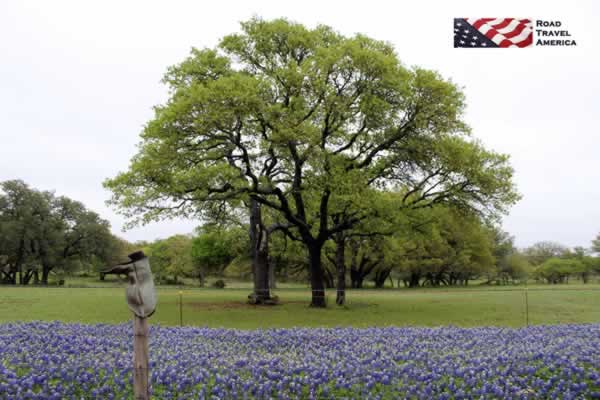 Springtime on the Willow City Loop near Fredericksburg ... Bluebonnets and Boots!