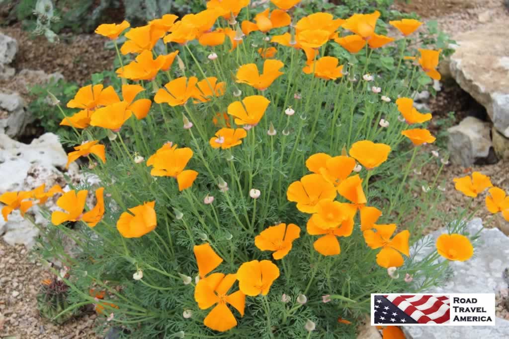 Bright orange wildflowers at the Lady Bird Johnson Wildflower Center