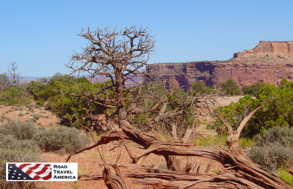 Sporatic vegetation at Canyonlands National Park in Utah