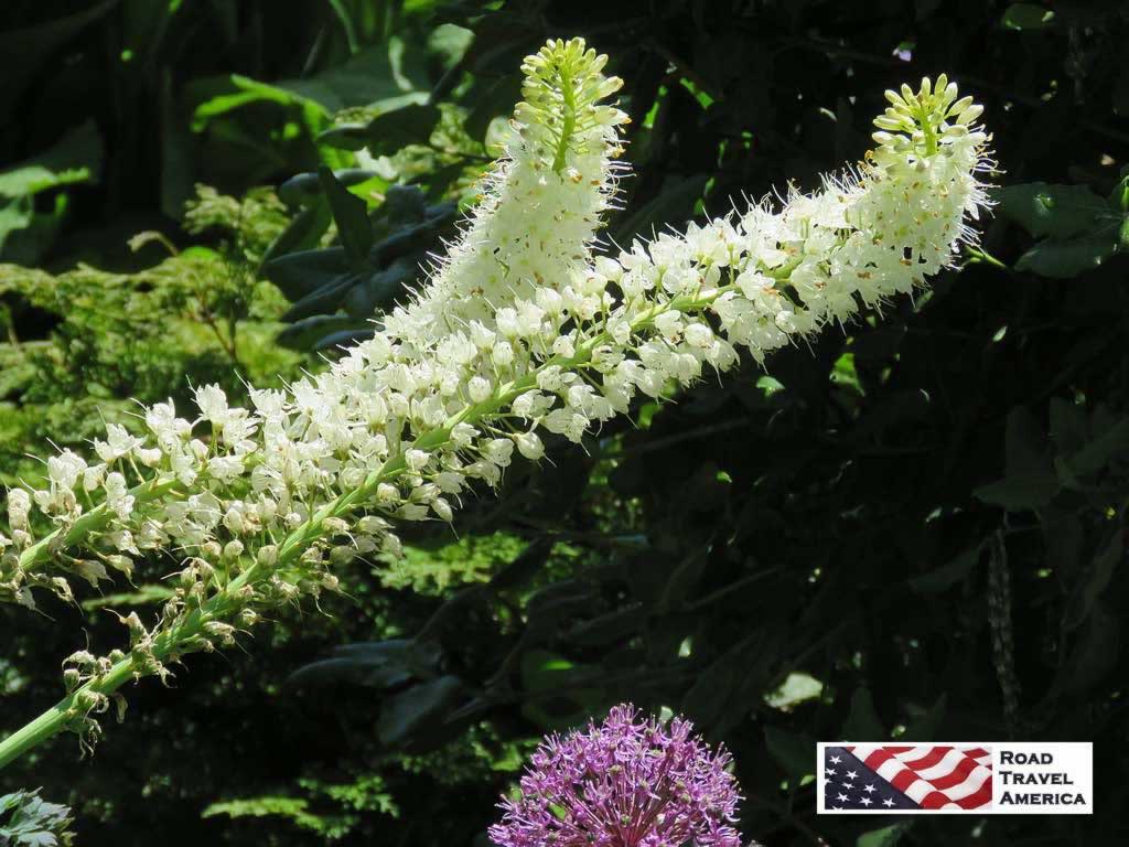 Spiked white flowers in full bloom in spring at The Butchart Gardens