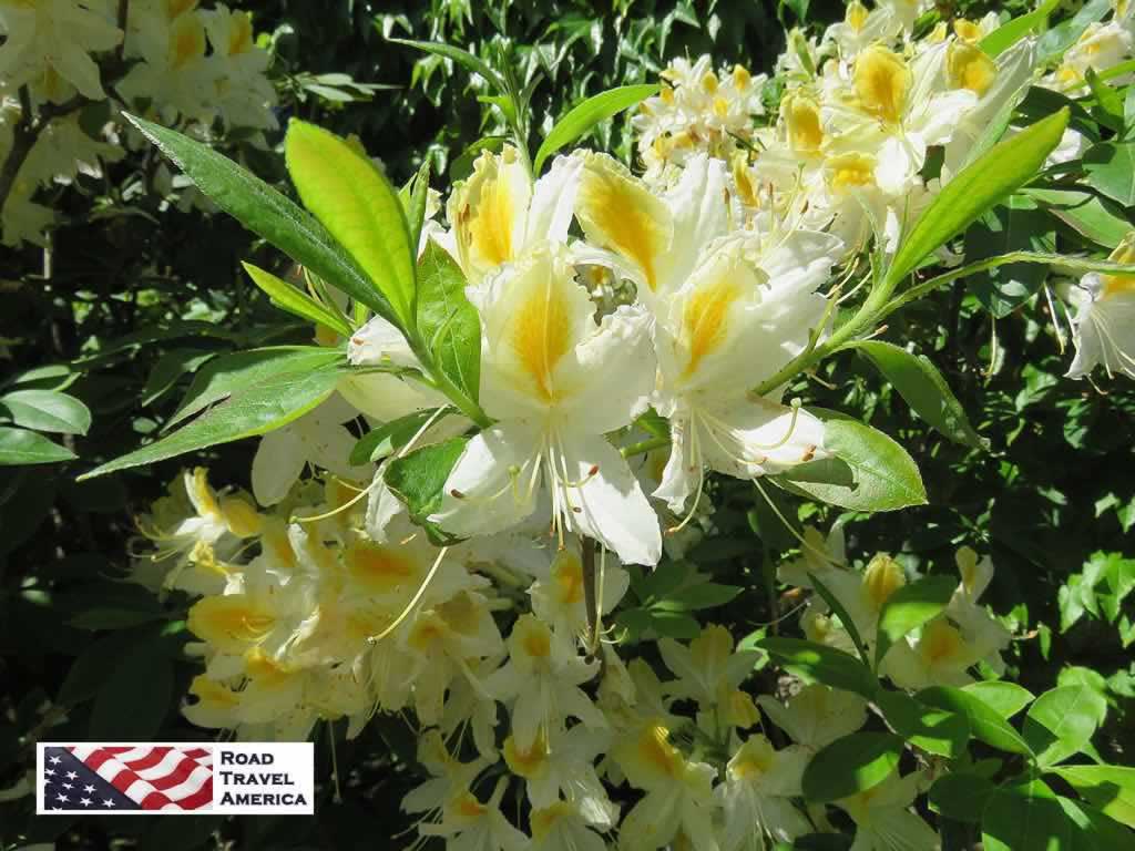 Beautiful yellow and white colors at Butchart Gardens