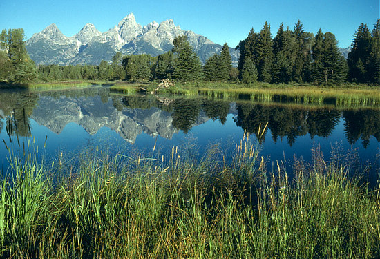 Schwabachers Landing, beaver pond & lodge, Teton Range